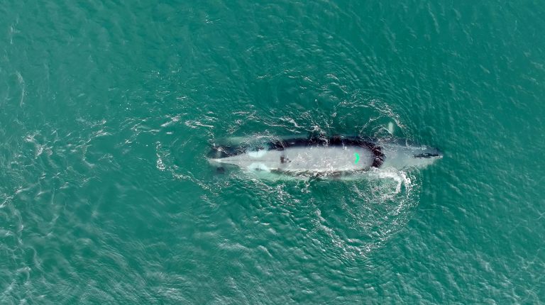 SubSea Craft takes 40% stake in Lorillion to boost UK battery capability SubSea Craft takes 40% stake in LORILLION to boost UK battery capability.